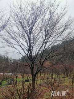 22公分中国红枫