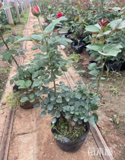 高度25厘米大花月季