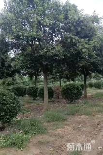 15公分大叶女贞