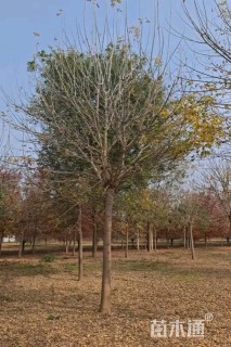 25公分金叶复叶槭