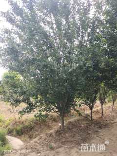 16公分西府海棠