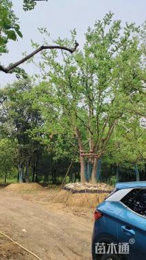 90公分(5杆)丛生乌桕