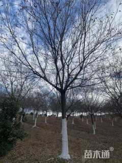 20公分朴树