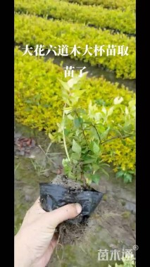 高度40厘米六道木