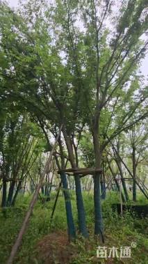 12公分(5杆)丛生榉树