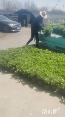 高度20厘米杜鹃