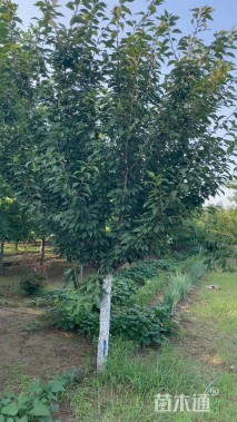 10公分日本晚樱