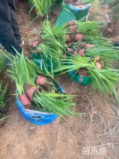 高度30厘米黄菖蒲