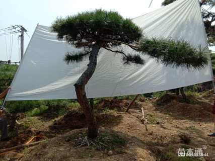 高度200厘米黑松