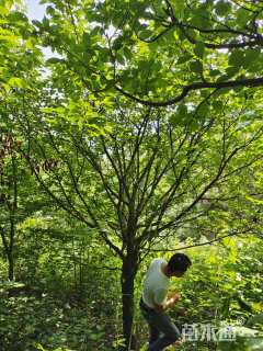 15公分日本晚樱