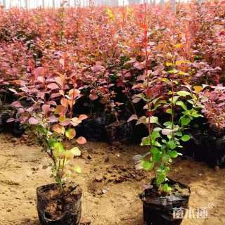 高度35厘米紫叶小檗