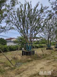 90公分(5杆)丛生朴树