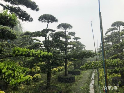 容器苗造型罗汉松