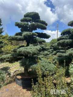 15公分造型五针松