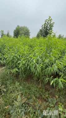 高度120厘米桃树小苗