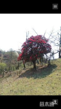 高度700厘米高山杜鹃