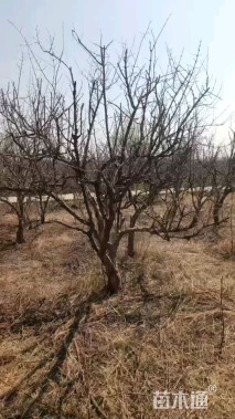 高度400厘米石榴