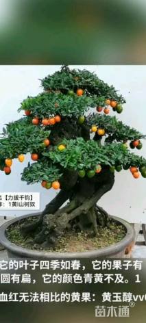 高度103厘米金弹子