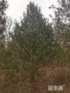 高度700厘米白皮松