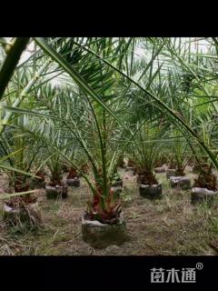 裸干高30厘米加拿利海枣