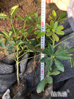 高度15厘米鸭脚木