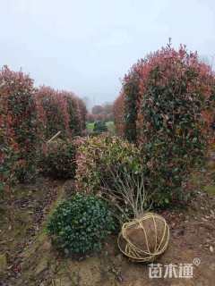 高度150厘米红叶石楠柱