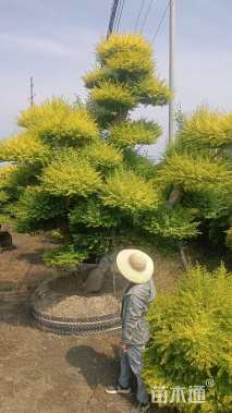 35公分造型亮晶女贞