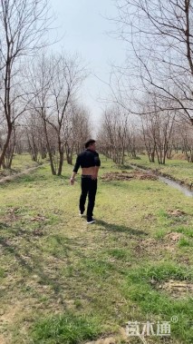 50公分(5杆)丛生乌桕