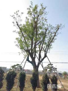53公分国槐