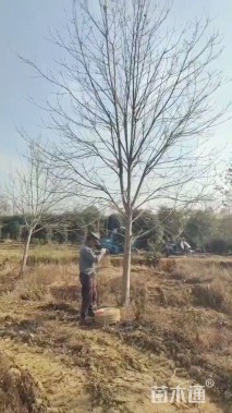 22公分美国红枫