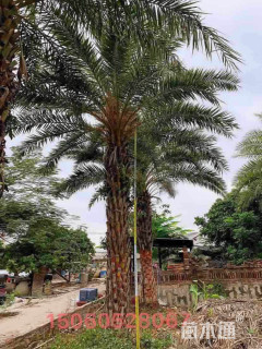 裸干高420厘米海枣