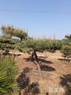 10公分造型黑松