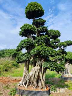 80公分造型小叶榕