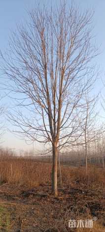 18公分美国红枫