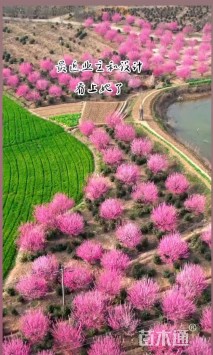 高度250厘米鸢尾