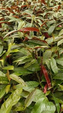 高度30厘米红背桂