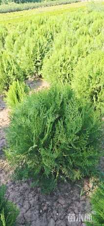 高度70厘米千头柏