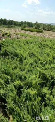 高度50厘米沙地柏