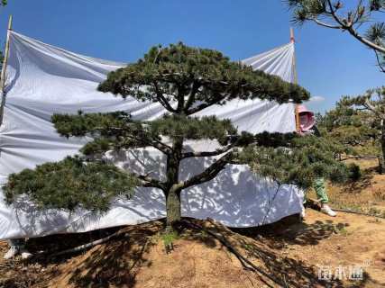 10公分造型五针松