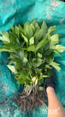 高度40厘米八角金盘