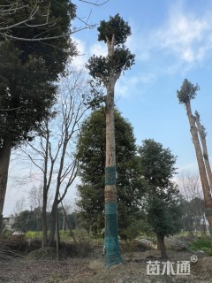 58公分金丝楠木