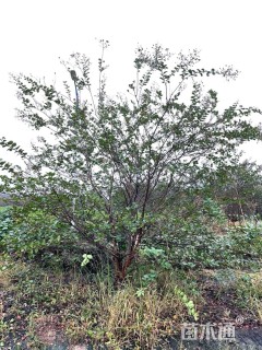 高度450厘米丛生紫薇