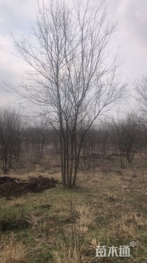 高度900厘米丛生三角枫