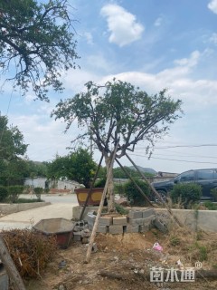 高度260厘米石榴