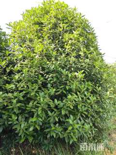 高度450厘米丛生桂花