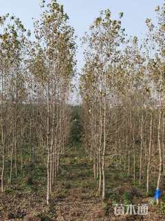 10公分杨树