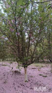 16公分日本晚樱