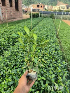 高度27厘米栀子花