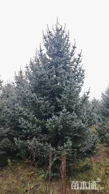 高度1000厘米青海云杉