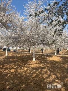 24公分染井吉野樱